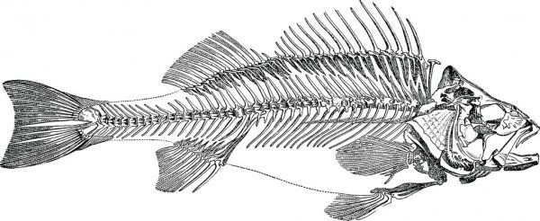 fish have backbones