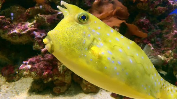 longhorn cowfish care