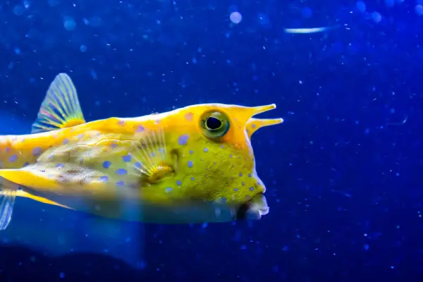 Longhorn Cowfish Care - Ultimate Guide to Caring for Lactoria Cornuta ...