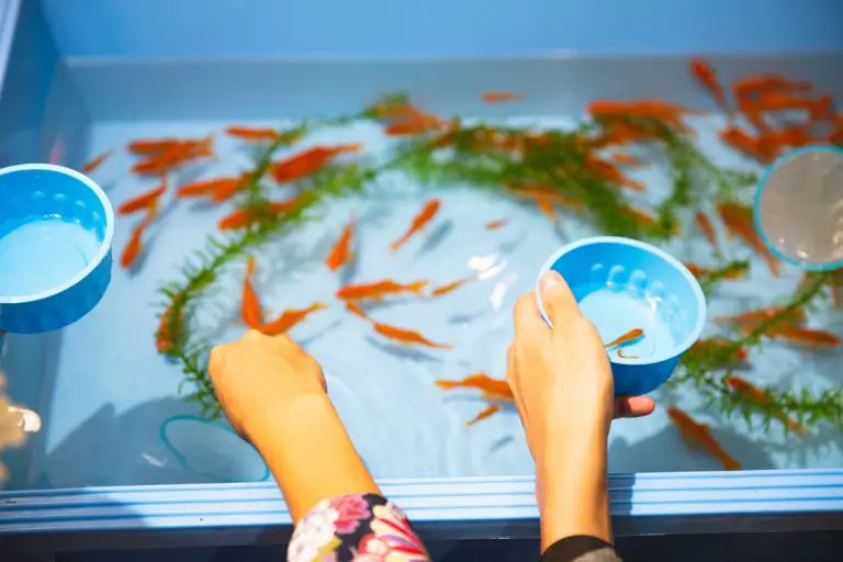 How to Clean a Fish Tank [A Proper Guide On Cleaning Dirty Fish Tanks]