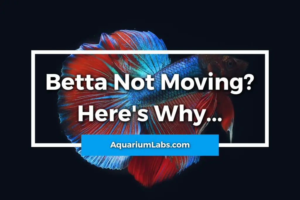 Why Is My Betta Fish Not Moving Around the Tank? Aquarium Labs