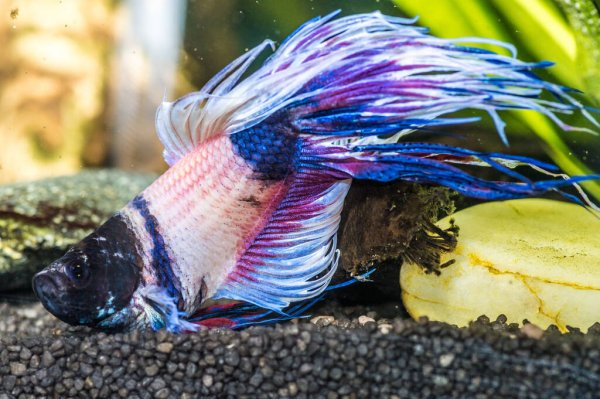 A photo of sick betta fish not eating