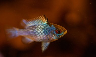 An electric Blue Ram in a blackwater