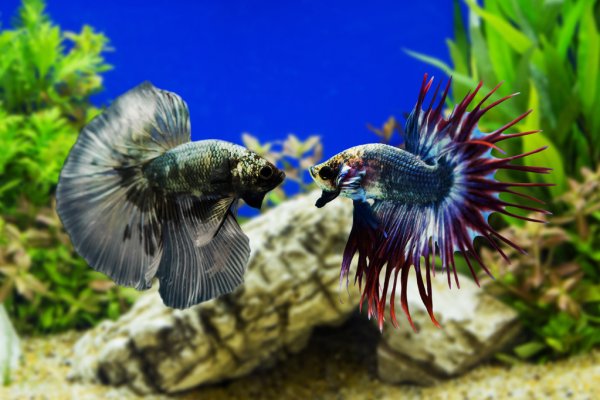 Betta fish with green plants in the background