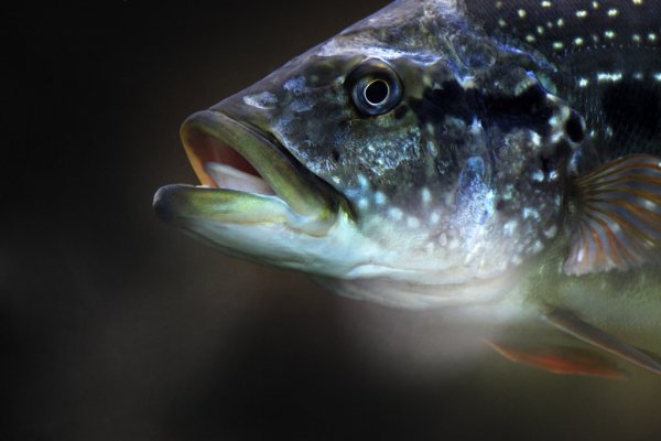 herbivorous cichlids on a dark background