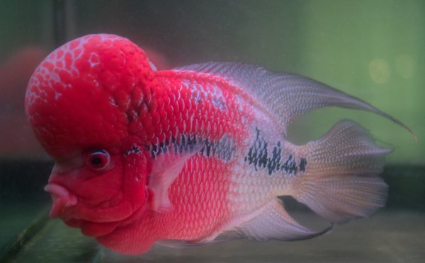 A Flower Horn Cliched fish in aquarium