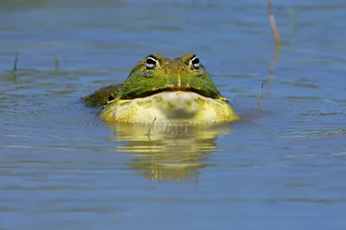Giant bull frog in a pond