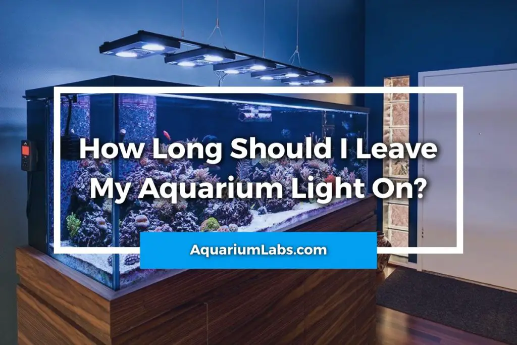 How Long Should I Leave My Aquarium Light On?