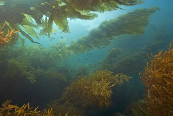 seaweed produce oxygen