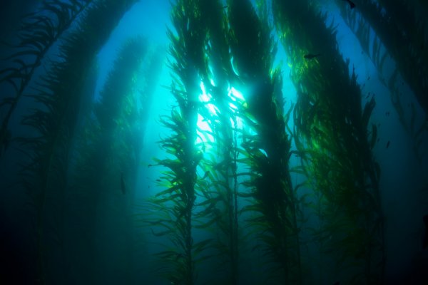 What animals eat clearance seaweed