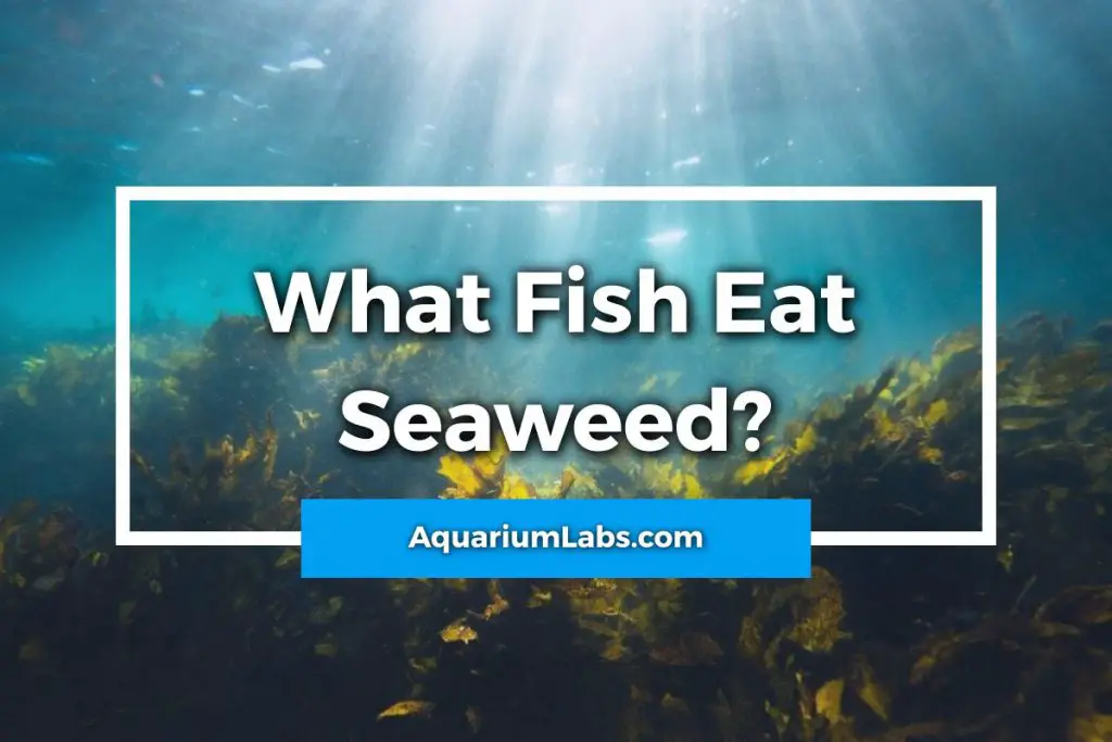 What Fish Eat Seaweed? | Aquarium Labs