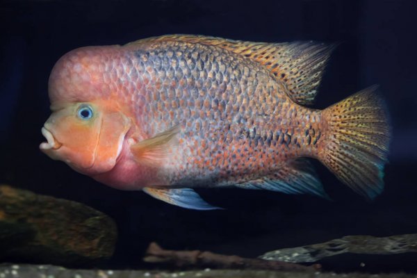 a close-up photo of Quetzal cichlid