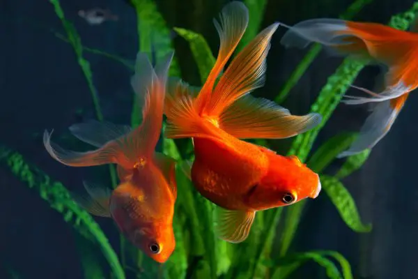 goldfishes in an aquarium with aquatic plants in the background