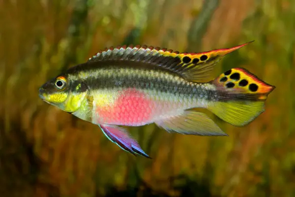 a photo of Kribensis or Purple Cichlid