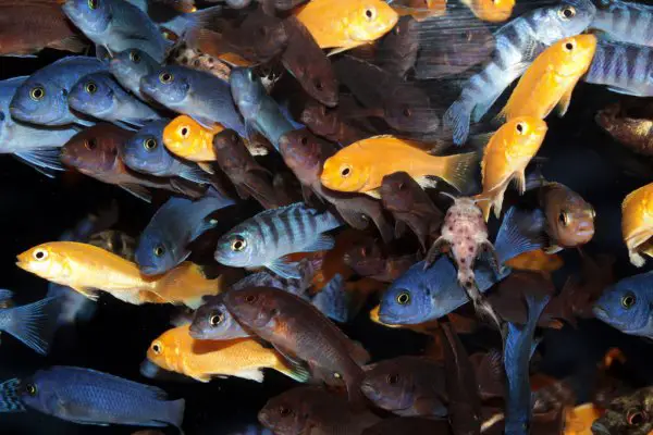 african cichlids in aquarium