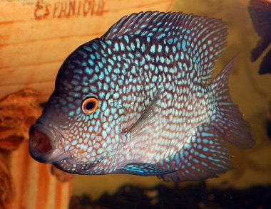 a cichlid feeding fish in aquarium