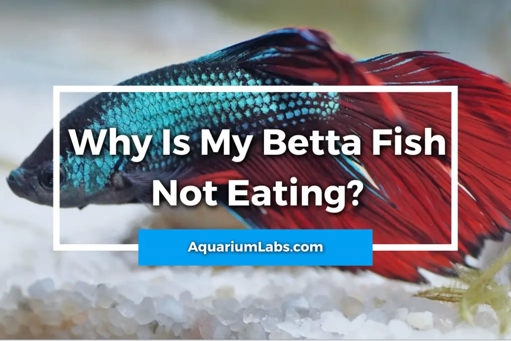 Why Is My Betta Fish Not Eating? (Reasons & Solutions) | Aquarium Labs