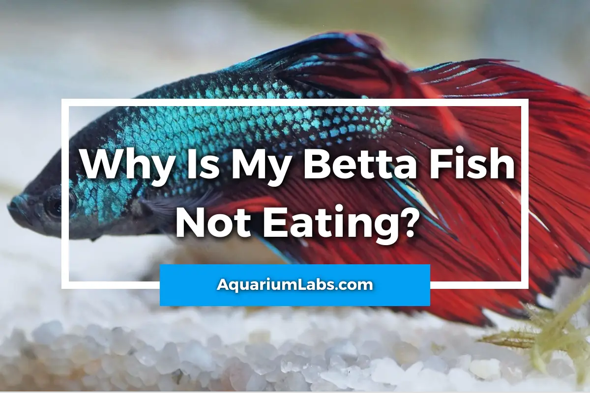 betta fish not eating - featured image