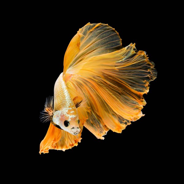 betta fish on a black background