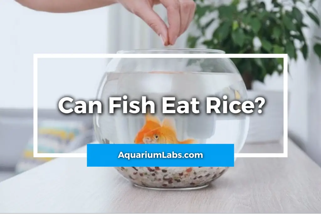 Can Fish Eat Rice? What Happens If I Feed My Goldfish Rice?