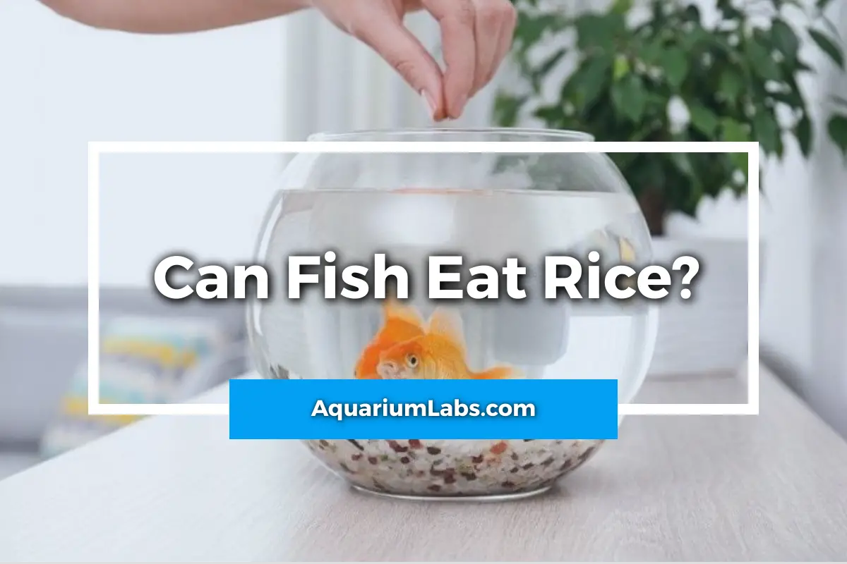 Can fish eat rice - featured image