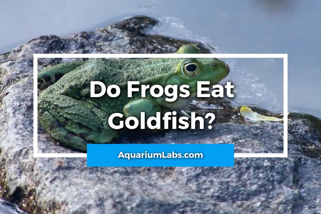 do frogs eat goldfish - featured image