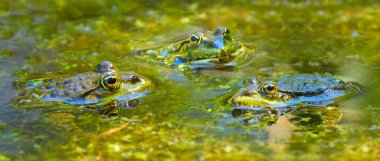 Do frogs eat goldfish as the photo shows of more frogs in a pond