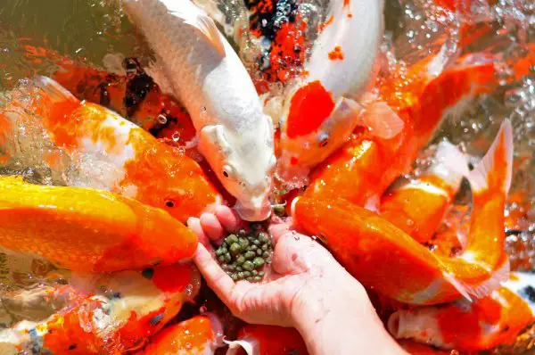 Can Goldfish Eat Rice? Surprising Diet Facts Revealed