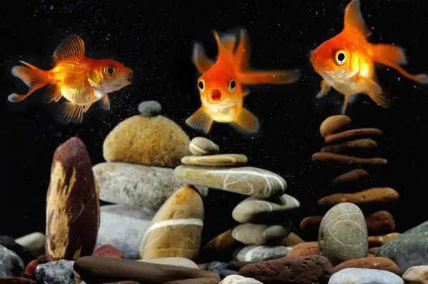 funny goldfish head in aquarium