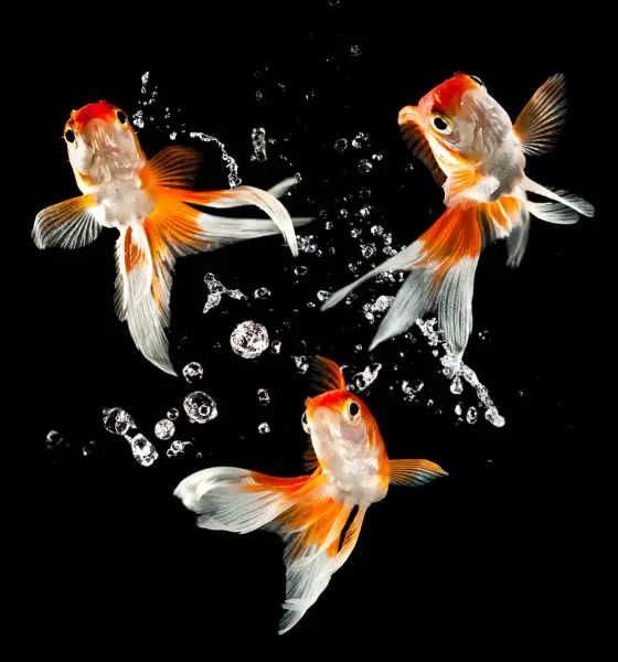 goldfish in dark background