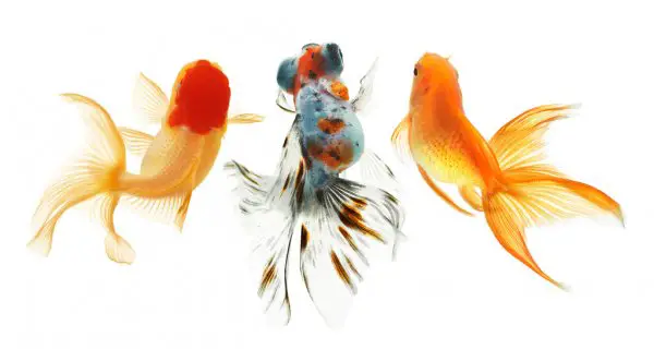 goldfishes isolated in white background
