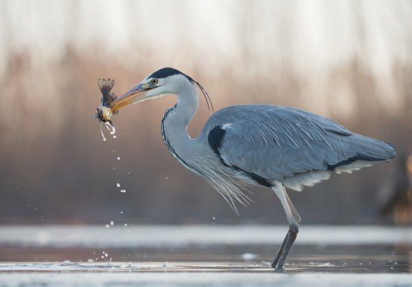 heron standing in the water with a fish caught in it mouth