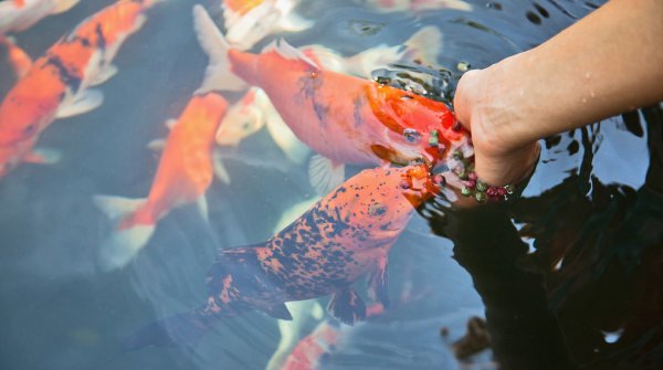 person feeding fish makes us wonder can fish eat rice