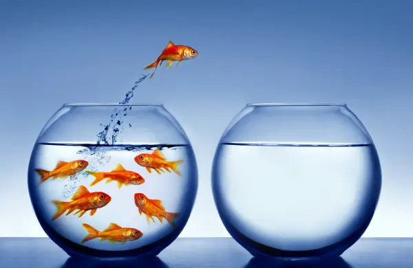 healthy goldfish jumping out from one aquarium to another
