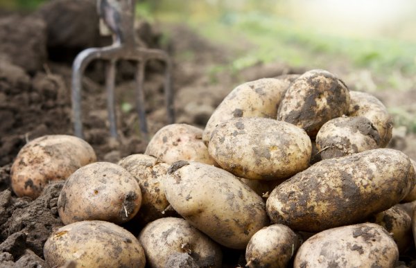piles of potato in field