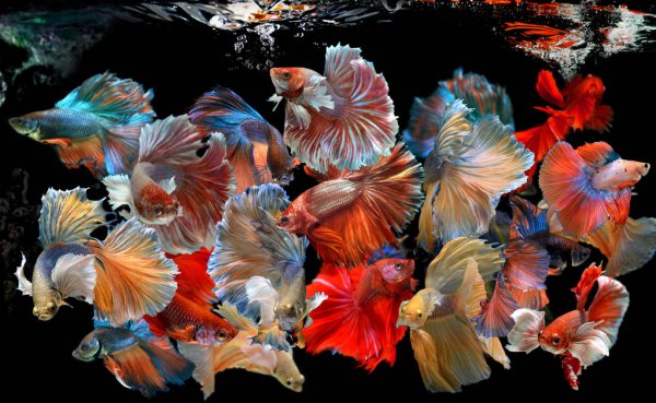 several beautiful betta fish on aquarium