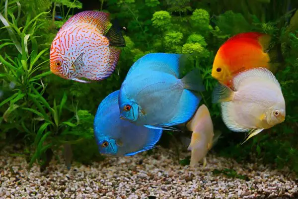 various multi-colored cichlids in aquarium