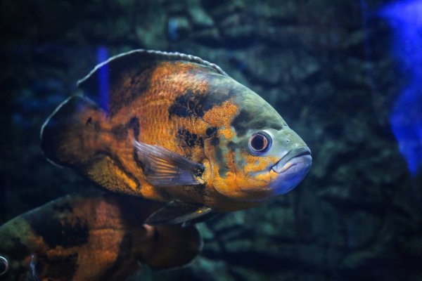 the best cichlid foods of an exotic freshwater fish in an aquarium