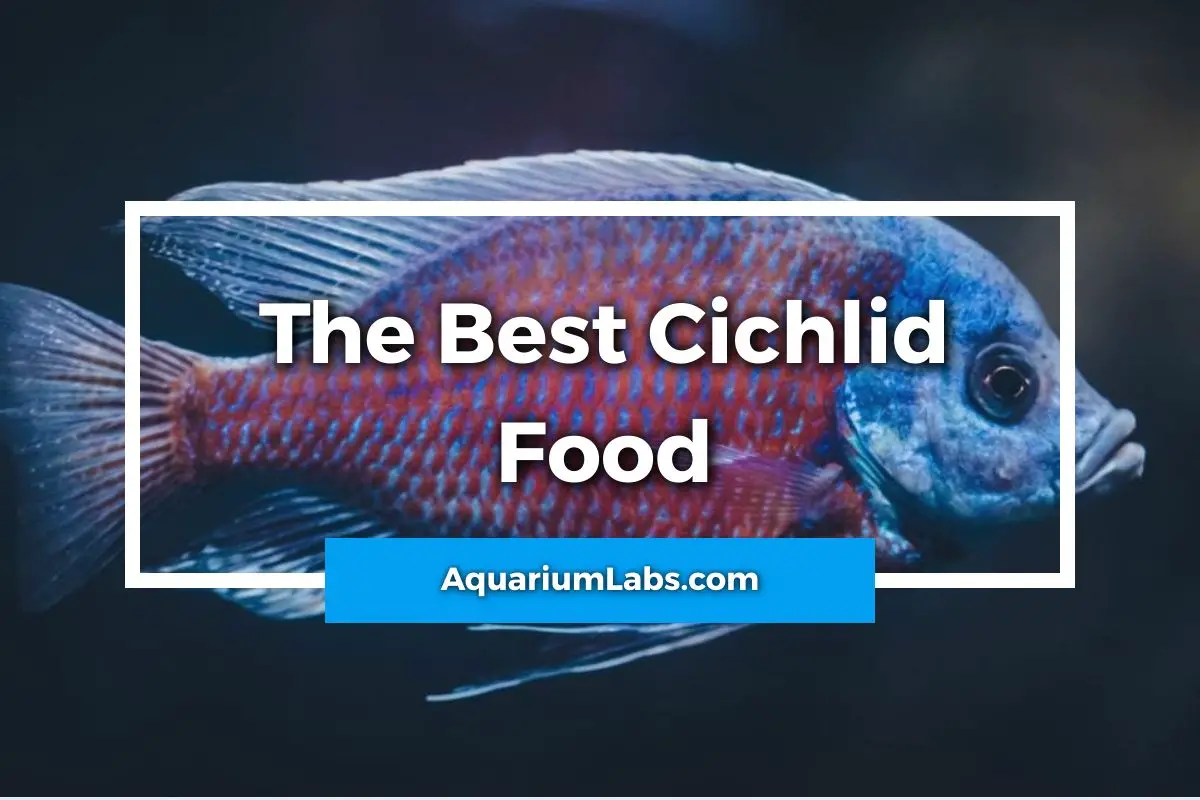 Best Cichlid Foods Featured Image-2