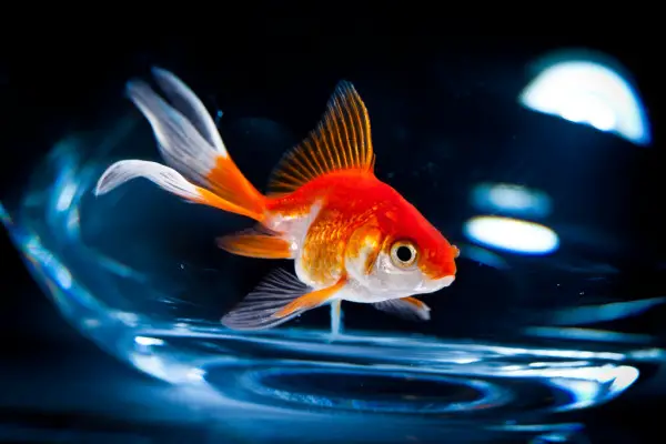 a goldfish in an aquarium