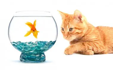 can cats eat goldfish as photo shows a cat looking at the fish