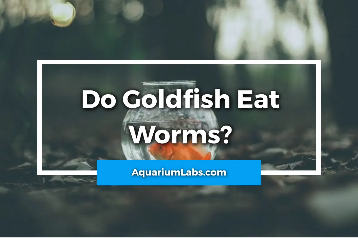 Do goldfish eat worms - featured image