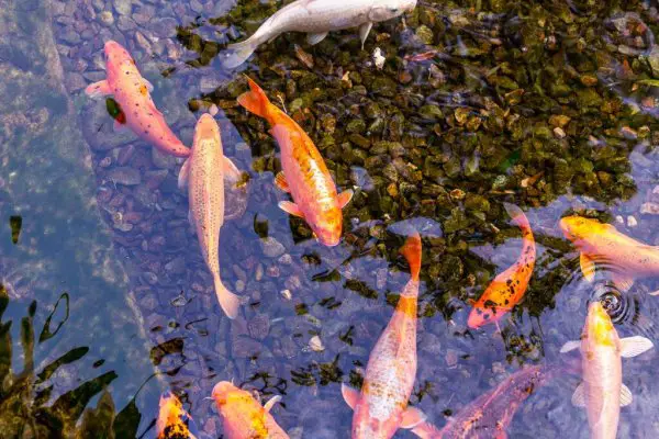 with multiple goldfishes in the pond what to do with unwanted goldfish