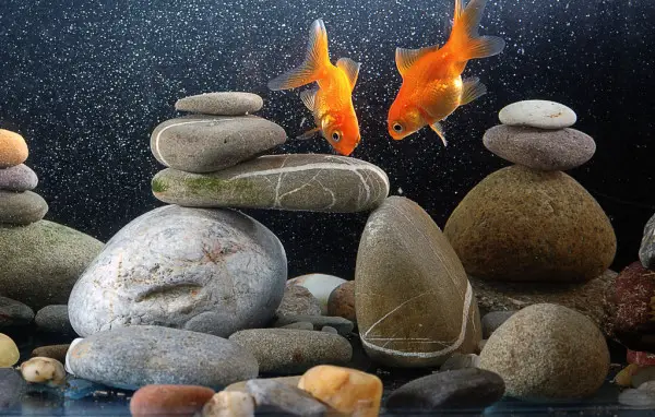 two goldfish in pile of stones