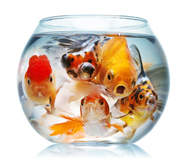 variety of goldfish inside an aquarium bowl