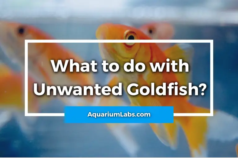 What to Do With Unwanted Goldfish? Aquarium Labs