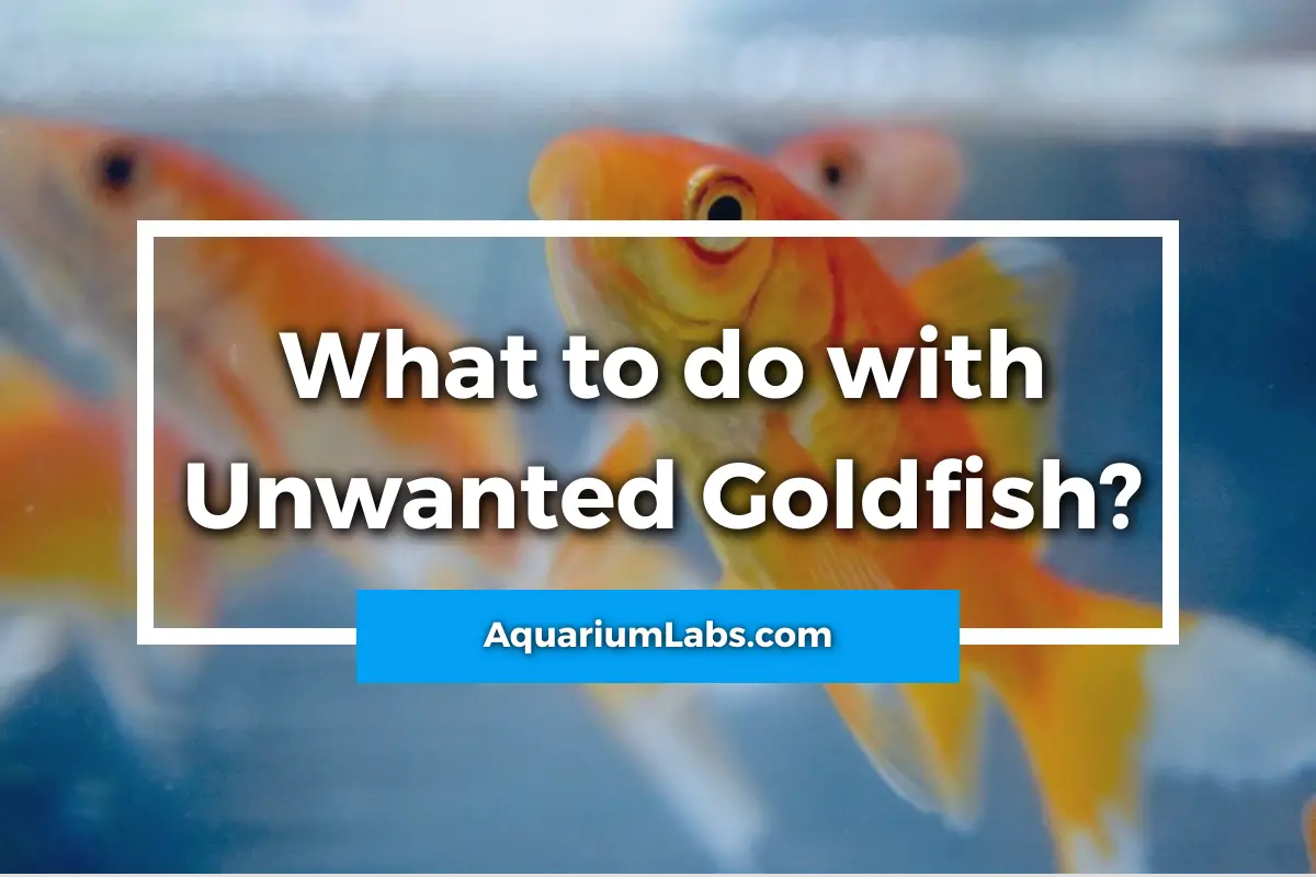 what to do with unwanted goldfish - featured image