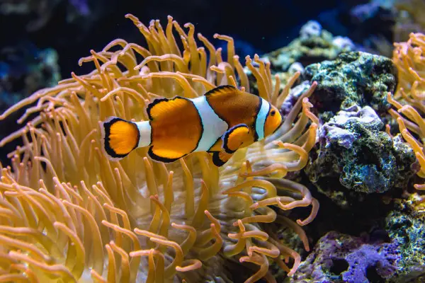 a clownfish in aquarium