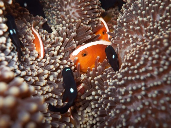 anemone and clownfish