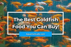 Best Goldfish Food